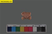 藏品(火紅皺蟹)的圖片